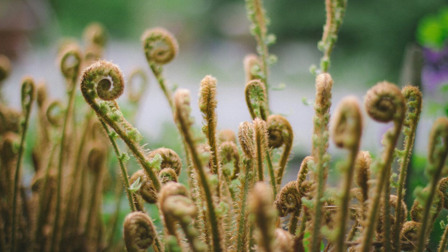 photo of fern plants