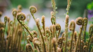 From AI Adoption to Adaptation: How Organizational Evolutionary Fitness Will Shape Leadership