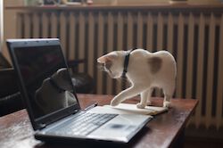cat on laptop