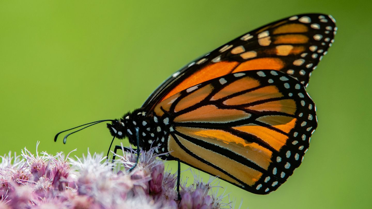 orange butterfly on a pink flower