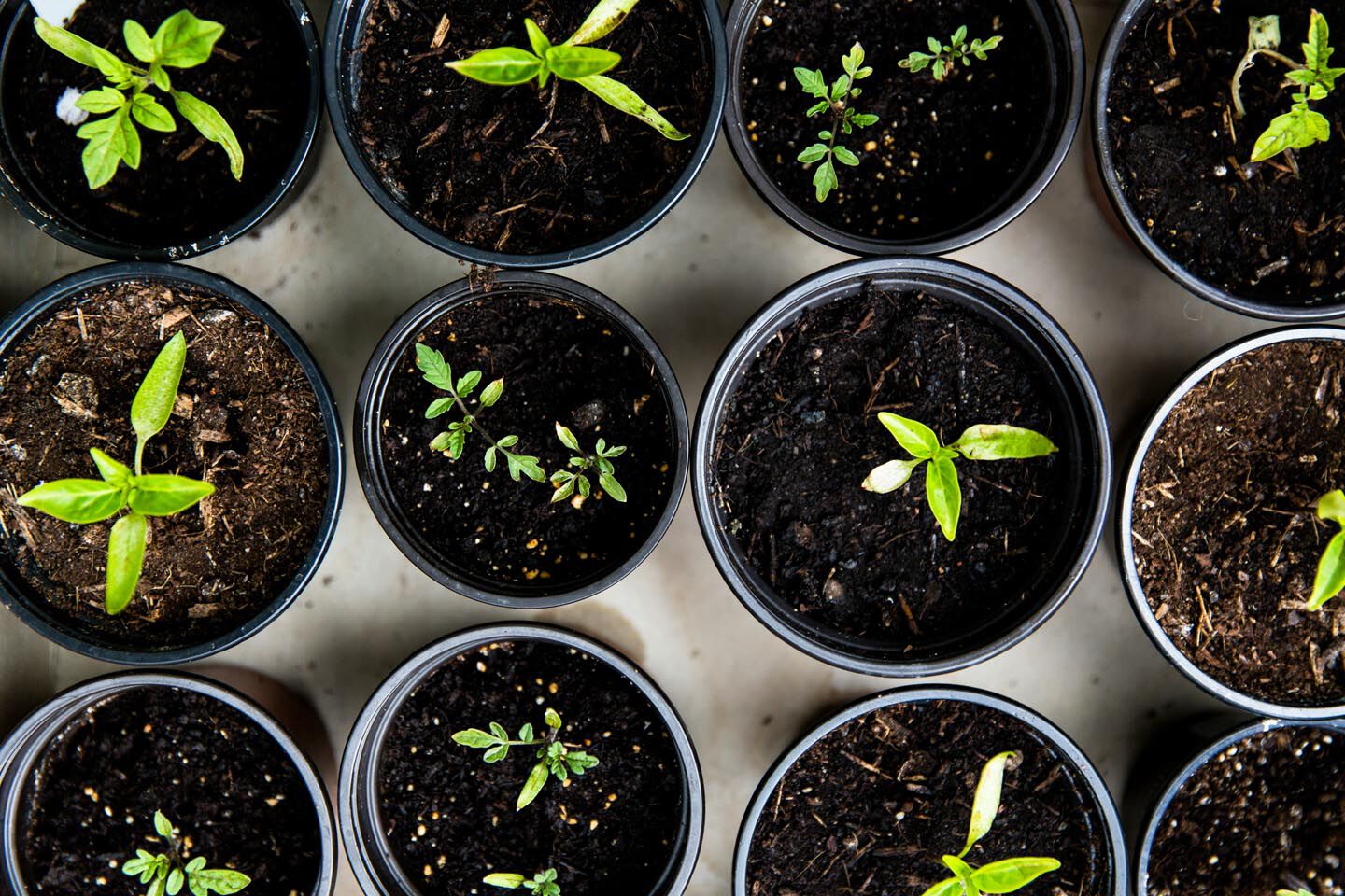 seedlings growing in pots