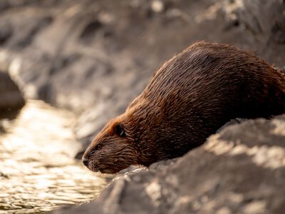 beaver