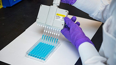 Scientist using a multi-channel pipette to fill a 96-well plate with blue liquid in a laboratory setting.