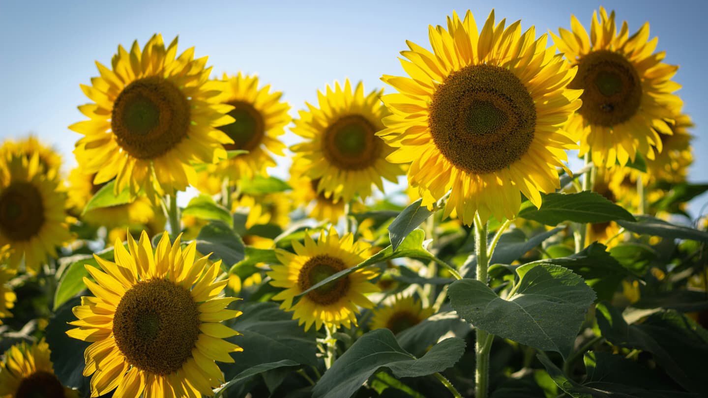 sunflowers in a sunflower field
