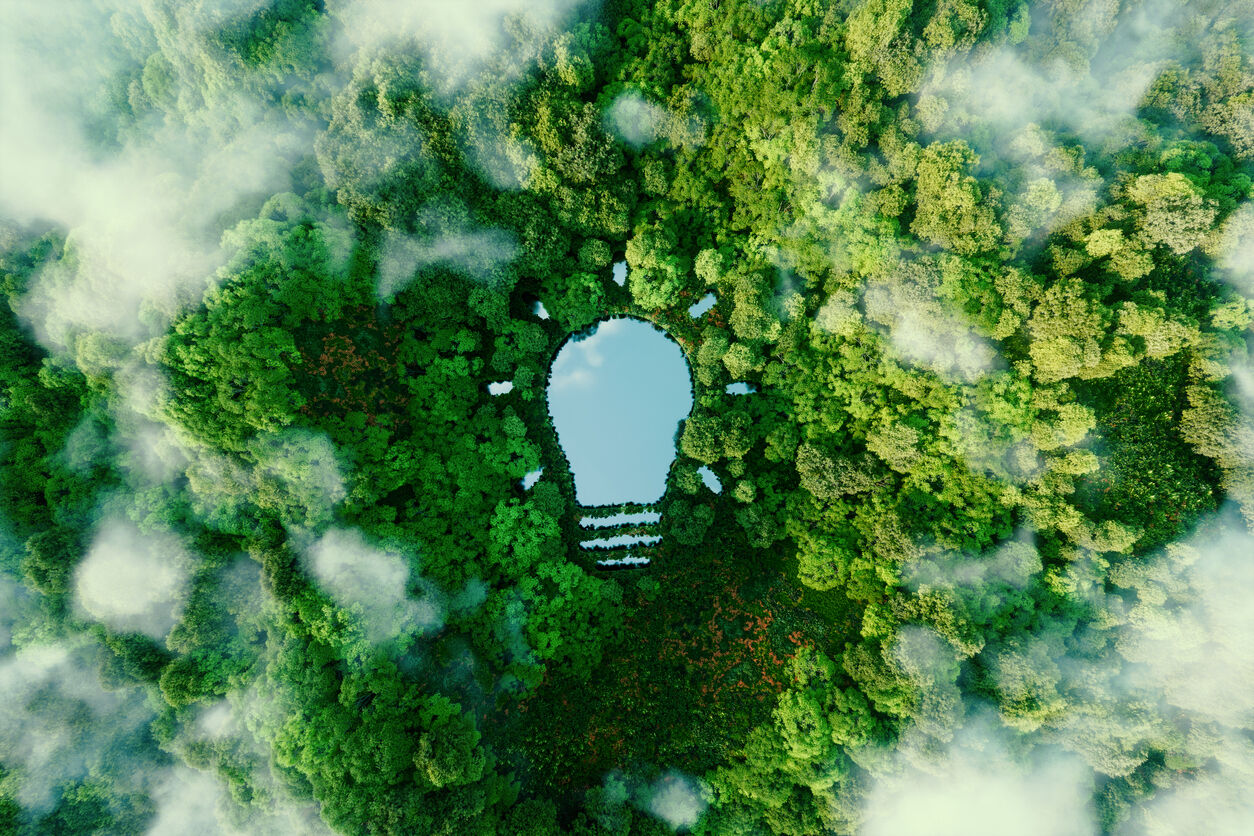 forest with lightblub