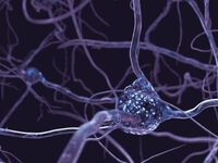 Neuroscience for Business
