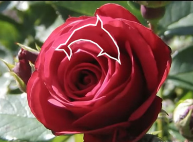 image of red rose, but folds of the petals create a visual trick - a dolphin silhouette in the negative space - outlined in white for audience to see more clearly