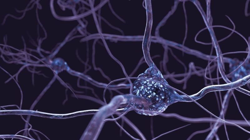 neurons